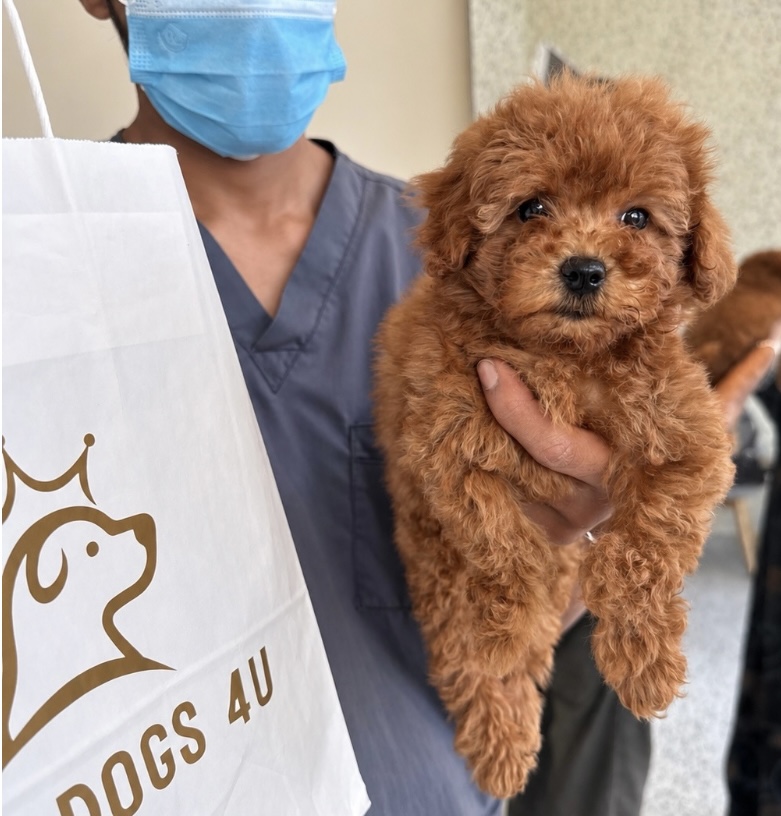 توي بودل - الصورة 3